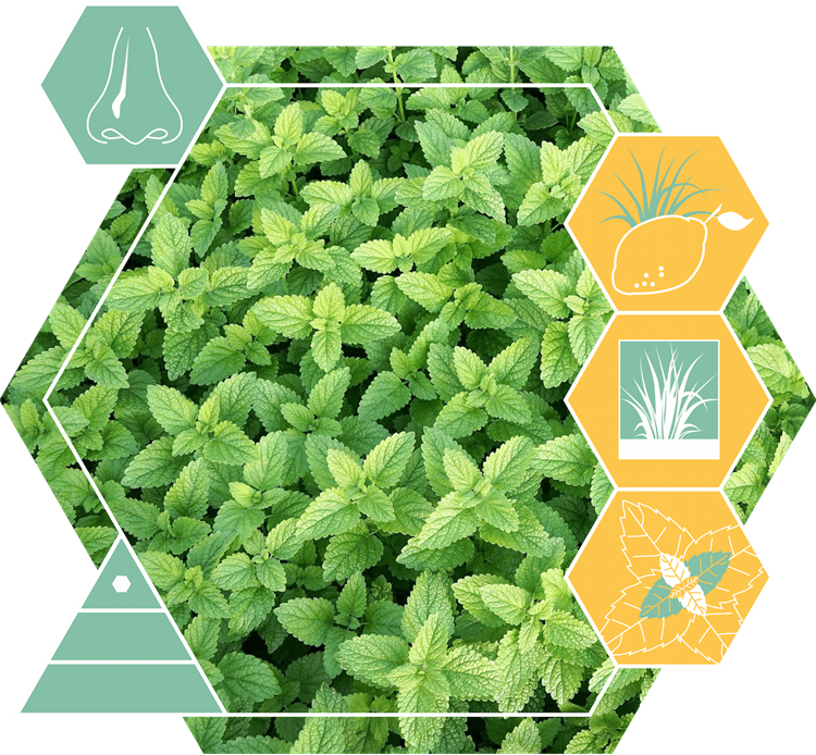 Menthol (org)