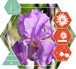 alpha Isomethyl ionone