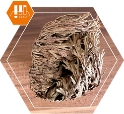 Rose of Jericho