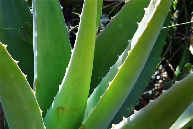 Aloe vera