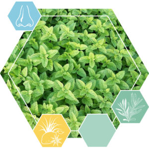 Menthol (org)