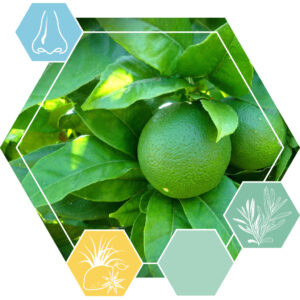 Lime Leaves (IFF)