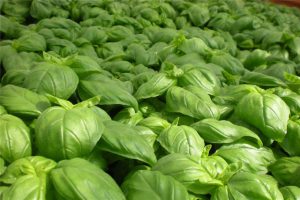 EO Basil MC