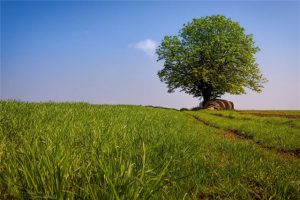 Liffarome (IFF)