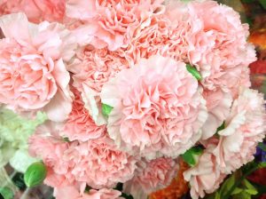 FO Carnation