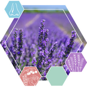 Essential oil Lavender Bulgaria