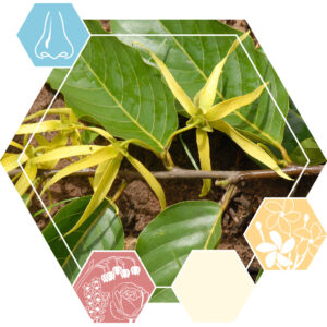 Etherische olie Ylang ylang III