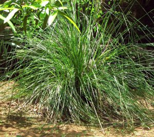 EO Vetiver Sri Lanka