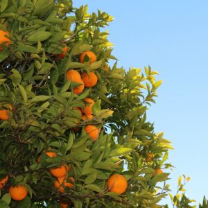EO Petitgrain mandarijn