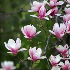 Magnolia (Sym)