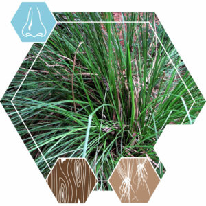 Etherische olie Vetiver Java