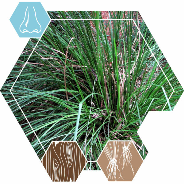 Etherische olie Vetiver Java