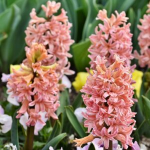 Hyacinth body No. 3 (IFF)