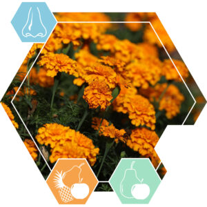 Etherische olie Tagetes *ADR*