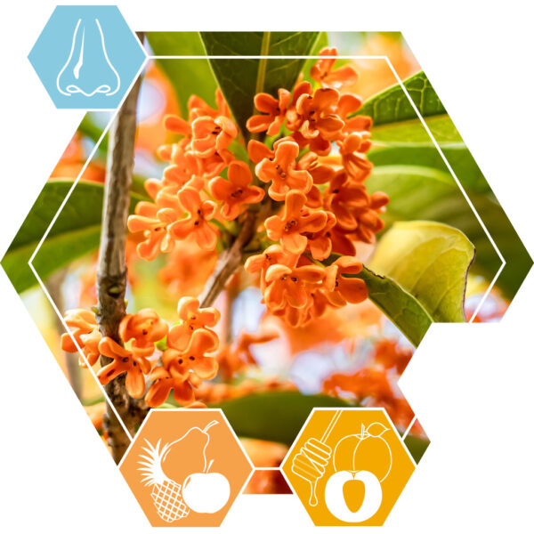 Osmanthus absolue